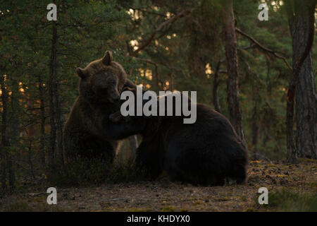 Eurasische Braunbären / Europäische Braunbären ( Ursus arctos ) Kämpfen, kämpfen, kämpfen, schöne Gegenlichtlage, in einem Wald, Europa. Stockfoto