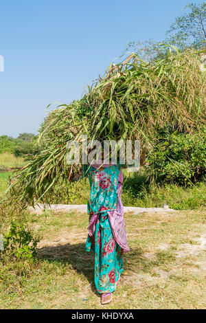 Indische Bauern, die ein Feld Gras Bundle, Rajasthan, Indien Stockfoto
