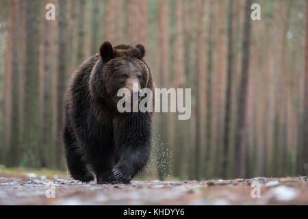 Braunbär ( Ursus arctos ) beim Gehen über nassen Boden, vor einem borealen Wald, beeindruckende Begegnung, Frontalaufnahme, Tiefblick, Europa. Stockfoto