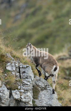 Junge Steinböcke/Steinbock/alpensteinbock (Capra ibex) Klettern auf ein paar Felsen in den Schweizer Alpen, Wildlife, Europa. Stockfoto