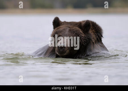 Europäische Braunbären/Europäischer Braunbaer (Ursus arctos) Schwimmen, Baden und Spielen im Wasser, in einem See. Stockfoto