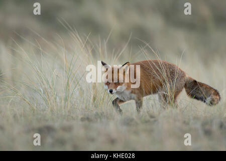 Red Fox/Rotfuchs (Vulpes vulpes), Erwachsener, Jagd im Grasland, bei Tageslicht, schöne winterfur, Wildlife, Europa. Stockfoto