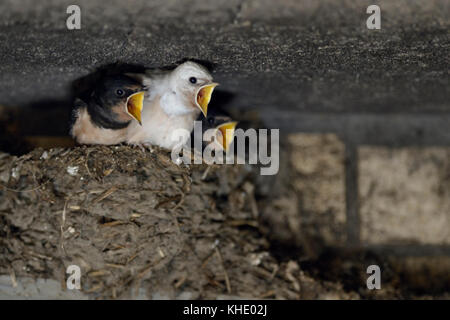 Scheunenschwalben ( Hirundo rustica ), bettelnde Küken im Nest, fast flügge, eines mit weißem Gefieder (Gendefekt), leukisch, Leucismus, Europa. Stockfoto