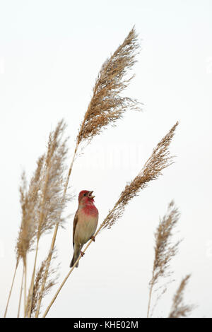 Common rosefinch (carpodacus erythrinus) männlichen Erwachsenen in bunten Zucht Kleid thront auf einem Reed Stammzellen, Singen sein Lied, Wildlife, Europa. Stockfoto