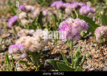 Mit zarten Blumenmustern natürlichen Hintergrund mit wunderschönen exotischen flauschigen weißen und rosa Blume schließen oben in den Bergen an einem sonnigen Sommertag Stockfoto