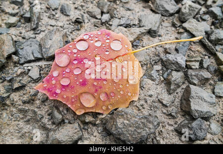 Hazel leaf bei Regen im Herbst Farben. bunte Blätter mit Tautropfen auf einem Stein weg. Stockfoto