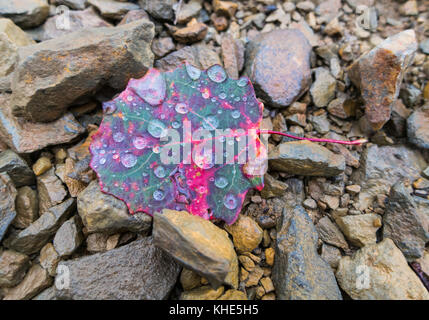 Hazel leaf bei Regen im Herbst Farben. bunte Blätter mit Tautropfen auf einem Stein weg. Stockfoto