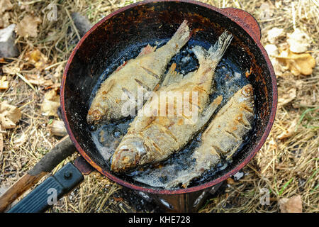 Fluss Fisch gebraten in der Pfanne Stockfoto