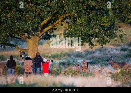 Richmond Park, London. Ein Rotwild findet sich die Aufmerksamkeit einer Gruppe von Fotografen am frühen Morgen. Stockfoto