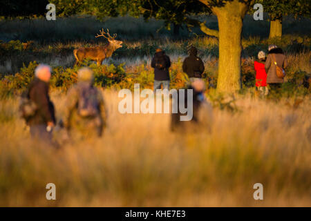 Richmond Park, London. Red deer Berufung, durch die Gruppe von Fotografen gesehen. Stockfoto