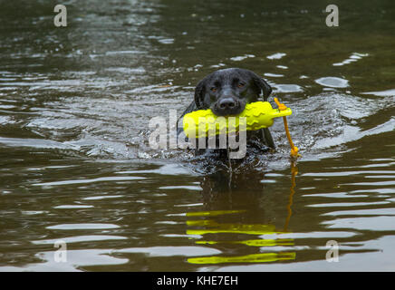 Einen schwarzen Labrador ist das Schwimmen mit einer Pistole Hund dummy in seinem Mund Stockfoto