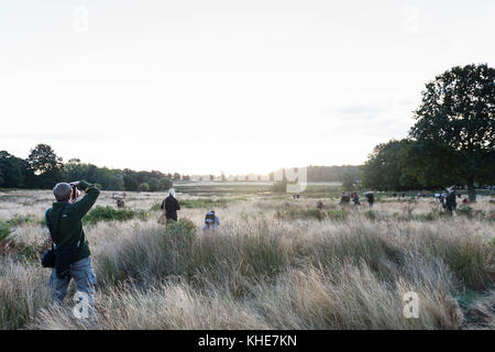 Richmond Park, London. Große Anzahl von Fotografen ansehen Red Deer bei Sonnenaufgang. Stockfoto