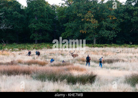 Richmond Park, London. Gruppe von Fotografen, die große Red deer Hirsch. Stockfoto