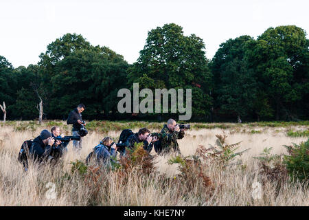 Richmond Park, London. Gruppe von Fotografen schießen Red Deer. Stockfoto