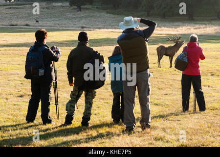 Richmond Park, London. Eine reife Hirsche Anrufe vor einer Gruppe von Fotografen. Stockfoto