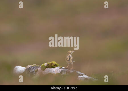 Wiesenpieper Vogel, Anthus pratensis, auf Felsen an einem Berghang in Schottland mit unscharfen Heather Hintergrund thront Stockfoto