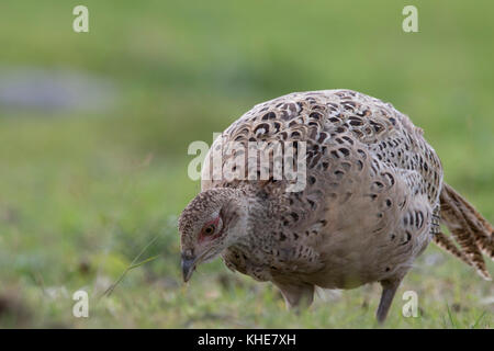 Ring necked gemeinsame Fasan Phasianus colchicus, männlich und weiblich Nahaufnahme portrait in Schottland Stockfoto