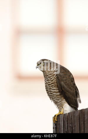 Euroasian Sperber Sperber Accipiter Nisus, thront, saß auf Garten Zaun rund um suchen, Schottland Stockfoto