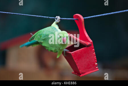 Frau Rose-ringed parakeet (Psittacula krameri), wilde Tier in Köln/Deutschland, im Garten bei Bird Feeder Stockfoto