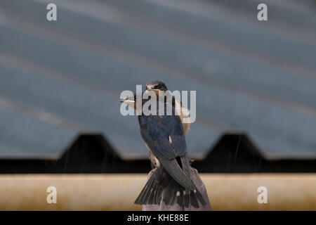 Vogel, Hirundinidae schlucken, fliegende Auge Ebene in Richtung auf eine Kamera und junge Vögel in spey bay Schottland thront. Stockfoto