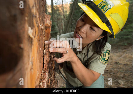 U.S. Department of Agriculture (USDA) Forest Service (FS) die Entomologin Beverly Bulaon sucht am Mittwoch, den 24. August 2016 im Sequoia National Forest in der Nähe von Posey, CA, nach Kiefernkäfern, die in toten Ponderosa-Kiefern begraben sind. Dürrebedingungen haben die Fähigkeit des Baumes geschwächt, die erhöhte Anzahl dieser langweiligen Käfer zu vertreiben. Mehrere Arten von Käfer leben in diesen Bäumen während ihres natürlichen Lebenszyklus; einige sind vorteilhaft, während Käfer wie diese den Baum töten können. Braune Nadeln und abwärts abfallende Gliedmaßen identifizieren diese toten Kiefern leicht. USDA Foto von Lance Cheung. Für mehr Inffor Stockfoto