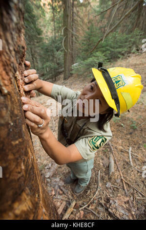 U.S. Department of Agriculture (USDA) Forest Service (FS) die Entomologin Beverly Bulaon sucht am Mittwoch, den 24. August 2016 im Sequoia National Forest in der Nähe von Posey, CA, nach Kiefernkäfern, die in toten Ponderosa-Kiefern begraben sind. Dürrebedingungen haben die Fähigkeit des Baumes geschwächt, die erhöhte Anzahl dieser langweiligen Käfer zu vertreiben. Mehrere Arten von Käfer leben in diesen Bäumen während ihres natürlichen Lebenszyklus; einige sind vorteilhaft, während Käfer wie diese den Baum töten können. Braune Nadeln und abwärts abfallende Gliedmaßen identifizieren diese toten Kiefern leicht. USDA Foto von Lance Cheung. Für mehr Inffor Stockfoto