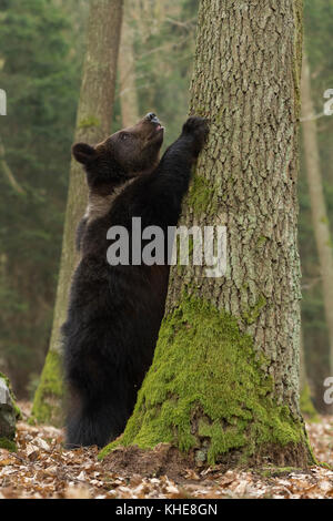 Europäischer Braunbär ( Ursus arctos ), verspieltes Junge, auf Hinterbeinen stehend, einen Baum haltend, einen Baum beobachtend, seine Umgebung erkundend, sieht lustig aus, Europa. Stockfoto