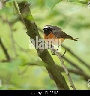 Gewöhnlicher Rotstart / Gartenrotschwanz (Phoenicurus phoenicurus), buntes Männchen in seinem Zuchtkleid, auf einem Ast im Unterholz, Europa. Stockfoto