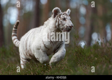 Königlicher Bengaler Tiger / Königstiger ( Panthera tigris ), junges, weißes Tier, schnell laufend, durch das Unterholz natürlicher Wälder springend, freudig. Stockfoto