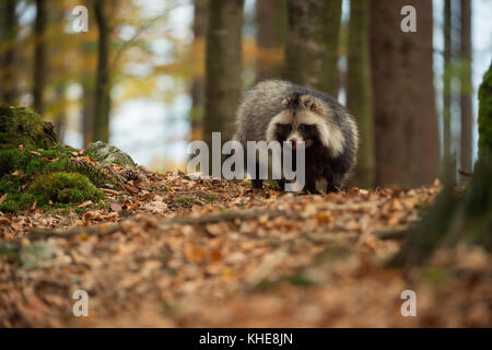 Marderhund ( Nyctereutes procyonoides ), adultes Tier, invasive Art, steht in einem Wald, leckt die Zunge, sieht begierig, im Herbst, Europa. Stockfoto