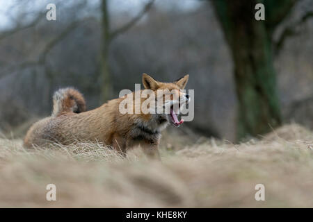 Red Fox/Rotfuchs (Vulpes vulpes) erwachen, Strecken und Gähnen nach einem Nickerchen, Aktiv, Wildlife, Europa. Stockfoto