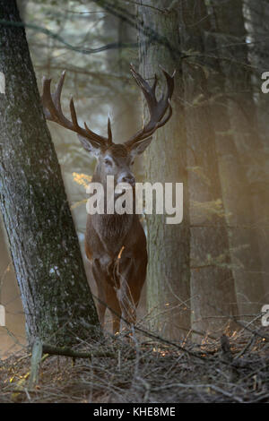 Red Deer (Cervus elaphus), Hirsch, zwischen Bäumen in der schönen am frühen Morgen Hintergrundbeleuchtung stehend, stolz beobachten, majestätisch und kraftvoll, Europa. Stockfoto