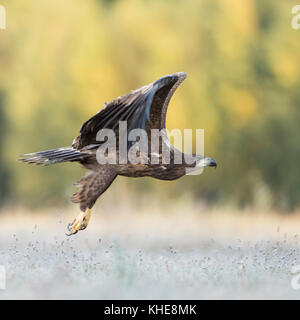 Seeadler / Seeadler ( Haliaeetus albicilla ) juvenil, abheben, wegfliegen, eine Wiese verlassen, nahe über dem Boden, Seitenansicht, Europa. Stockfoto