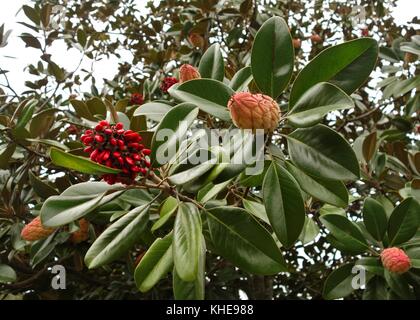 Magnolienbaum Blätter, Samenkapseln und roten Samen in Florida, USA Stockfoto