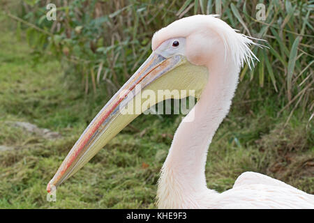 Eastern White Pelican (pelecanus onocrotalus) Stockfoto