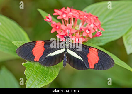 Rot oder kleinen Briefträger Schmetterling Fütterung auf milkweed Stockfoto