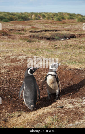 Spheniscus magellanicus Magellanic penguin Paar am Eingang zum Nest burrow Falkland Inseln Stockfoto