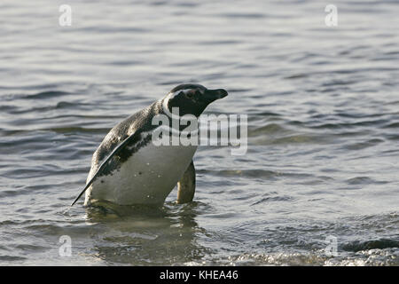 Spheniscus magellanicus Magellanic penguin an Land kommen Falkland Inseln Stockfoto