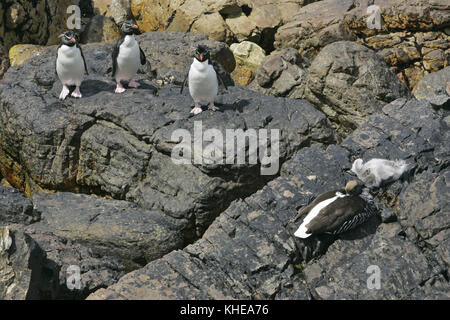 Rockhopper penguin Eudyptes chrysocome landete vor kurzem Erwachsene auf küstennahen Felsen in der Nähe von Seetang gans Chloephaga hybrida weibliche und gosling Falkland Inseln Stockfoto