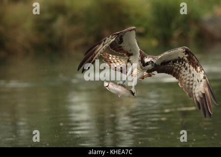 Fischadler, pandion haliaetus erhebt sich aus dem Wasser nach dem Fangen eine grosse Forelle. Bei horn Mühle genommen Fischadler Forellenzucht rutland Canon 1 DX-2 mit 300 mm 2.8 Stockfoto