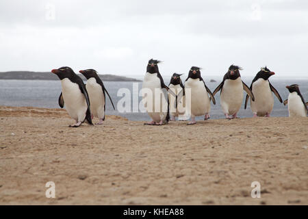 Rockhopper penguin Eudyptes chrysocome zu Fuß in Richtung ihrer Kolonie Falkland Inseln Stockfoto