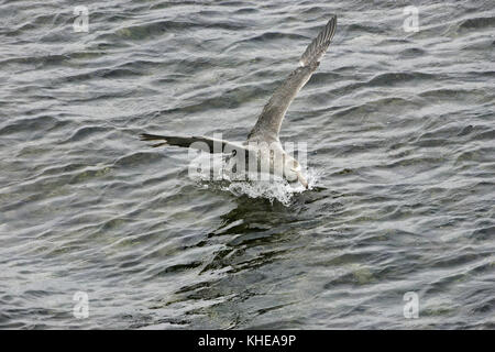 Northern giant petrel Macronectes halli Landung auf Meer Falkland Inseln Stockfoto