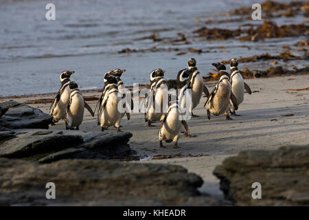 Spheniscus magellanicus Magellanic penguin Gruppe am Rand von Meer trostlosen Insel Falkland Inseln Stockfoto