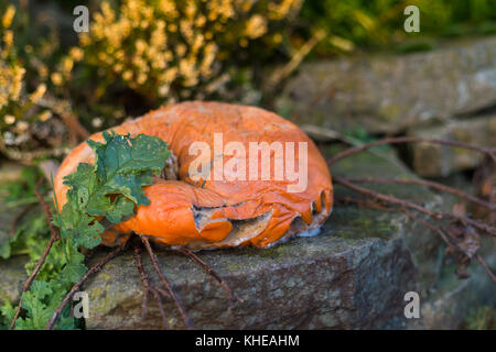 Ein fauler Kürbis sitzt außerhalb eines Hauses folgenden Halloween Stockfoto