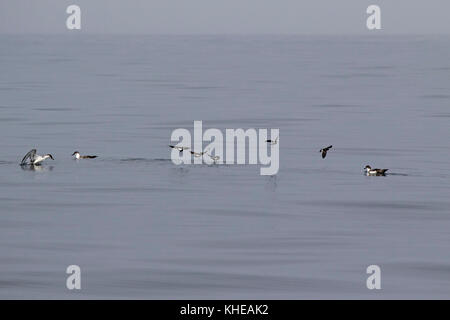 Wilson's Storm petrel Oceanites Oceanicus und Große shearwater Puffinus gravis im Flug aufliegt und auf das Meer in der Nähe von Grand Manan Island Bucht von Fundy C Stockfoto