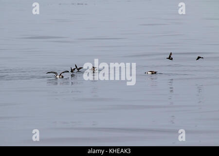 Wilson's Storm petrel Oceanites Oceanicus und Große shearwater Puffinus gravis im Flug aufliegt und auf das Meer in der Nähe von Grand Manan Island Bucht von Fundy C Stockfoto