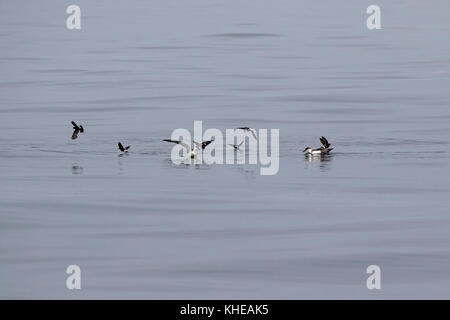 Wilson's Storm petrel Oceanites Oceanicus und Große shearwater Puffinus gravis im Flug aufliegt und auf das Meer in der Nähe von Grand Manan Island Bucht von Fundy C Stockfoto