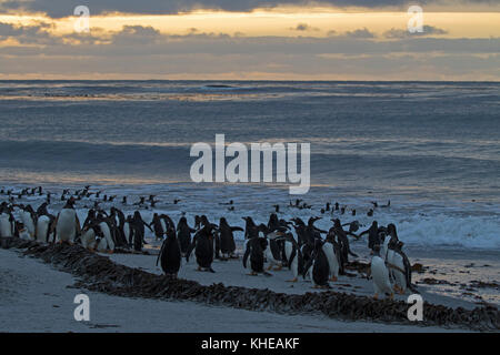Gentoo Pinguin Pygoscelis papua Gruppe am Strand und im Meer bei Sonnenaufgang Seelöwen Island Falkland Inseln Britisches Überseegebiet Dezember 2016 Stockfoto