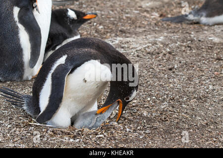 Gentoo Pinguin Pygoscelis papua nach Fütterung Küken im Nest Seelöwen Island Falkland Inseln Britisches Überseegebiet Dezember 2016 Stockfoto