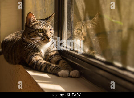 Katze Spiegelbild im Fenster Stockfoto